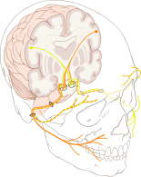 424px-Cranial_nerve_VII.svg
